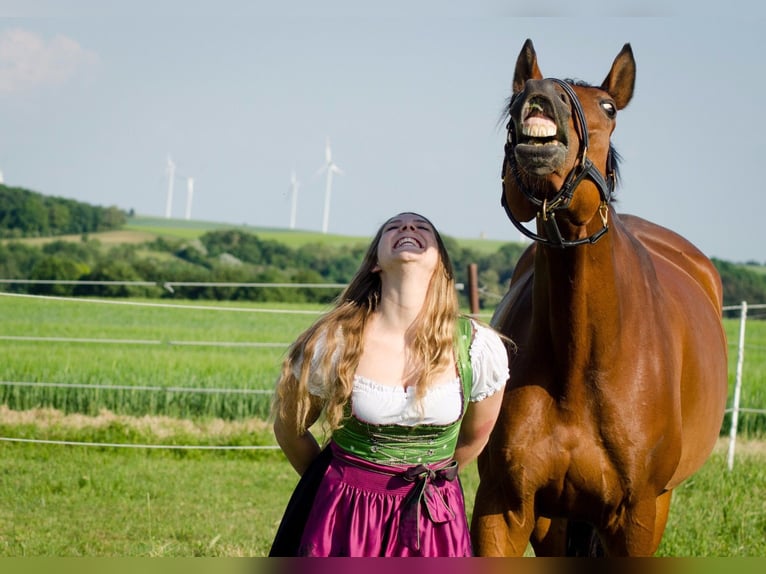Ungarisches Sportpferd Wallach 17 Jahre 173 cm Brauner in Großrußbach