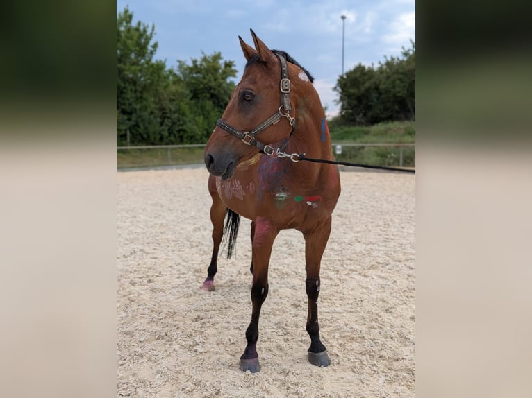 Ungarisches Sportpferd Wallach 18 Jahre 156 cm Brauner in Wemding