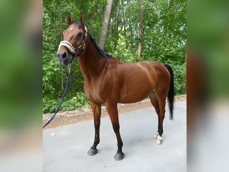 Ungarisches Sportpferd Wallach 18 Jahre 156 cm Brauner in Wemding