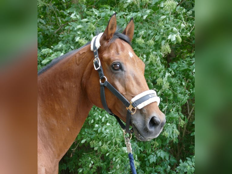 Ungarisches Sportpferd Wallach 18 Jahre 156 cm Brauner in Wemding