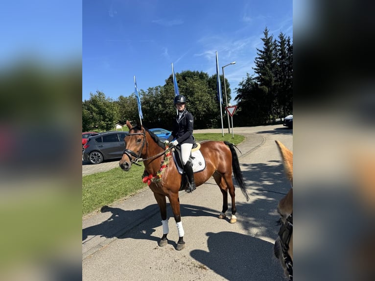 Ungarisches Sportpferd Wallach 18 Jahre 156 cm Brauner in Wemding
