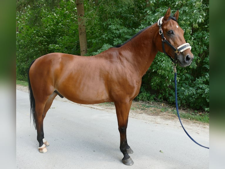 Ungarisches Sportpferd Wallach 18 Jahre 156 cm Brauner in Wemding
