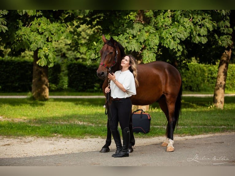 Ungarisches Sportpferd Wallach 18 Jahre 163 cm Brauner in Emmingen-Liptingen