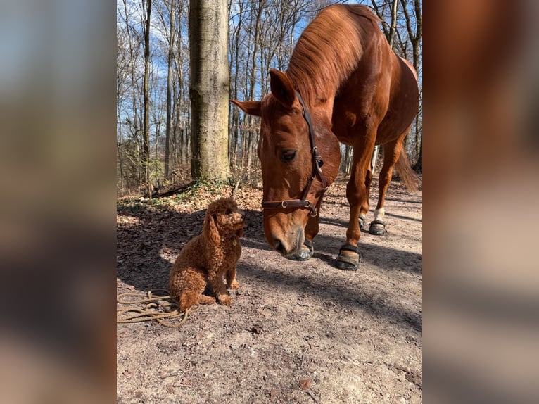 Ungarisches Sportpferd Wallach 18 Jahre 163 cm Fuchs in Ottenbach