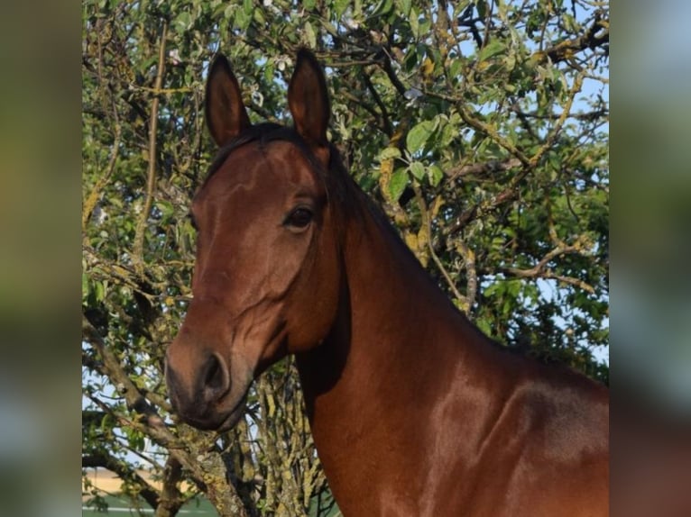 Ungarisches Sportpferd Wallach 18 Jahre 173 cm Brauner in Großrußbach