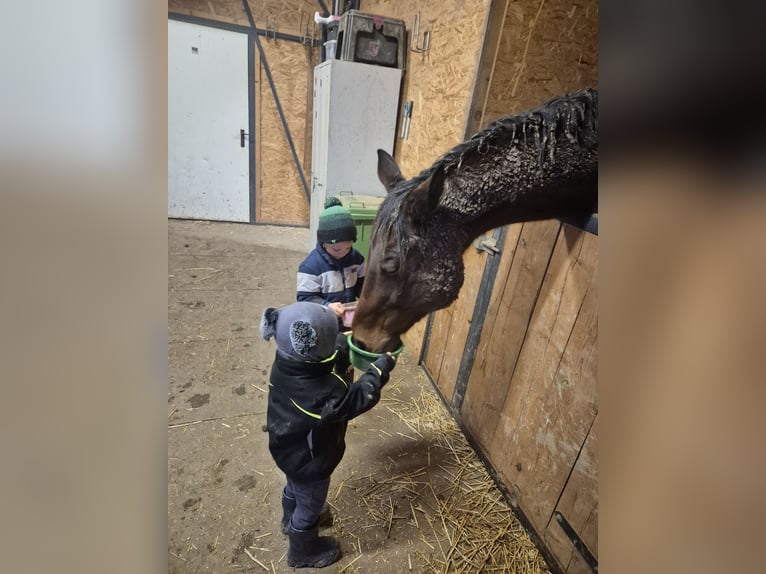 Ungarisches Sportpferd Wallach 18 Jahre 173 cm Brauner in Großrußbach