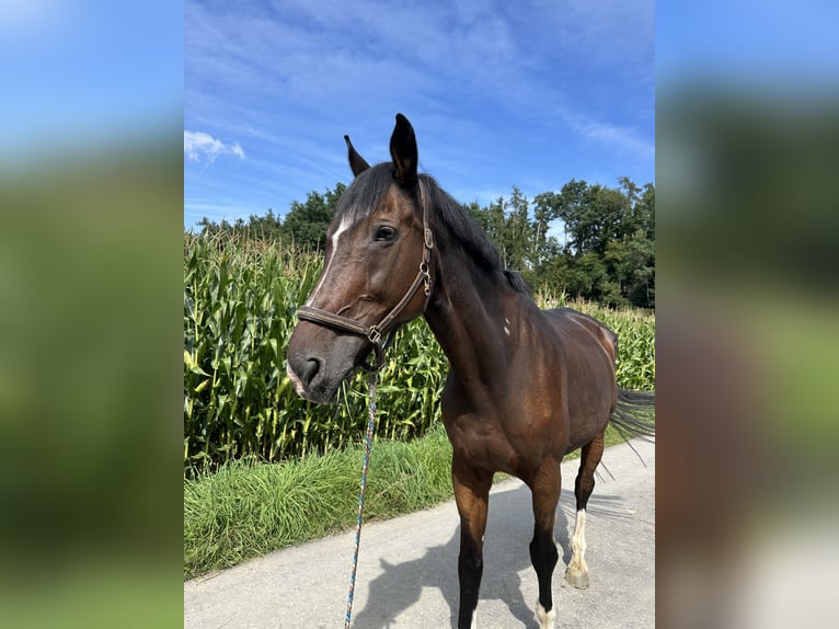 Ungarisches Sportpferd Wallach 18 Jahre 185 cm Dunkelbrauner in Train