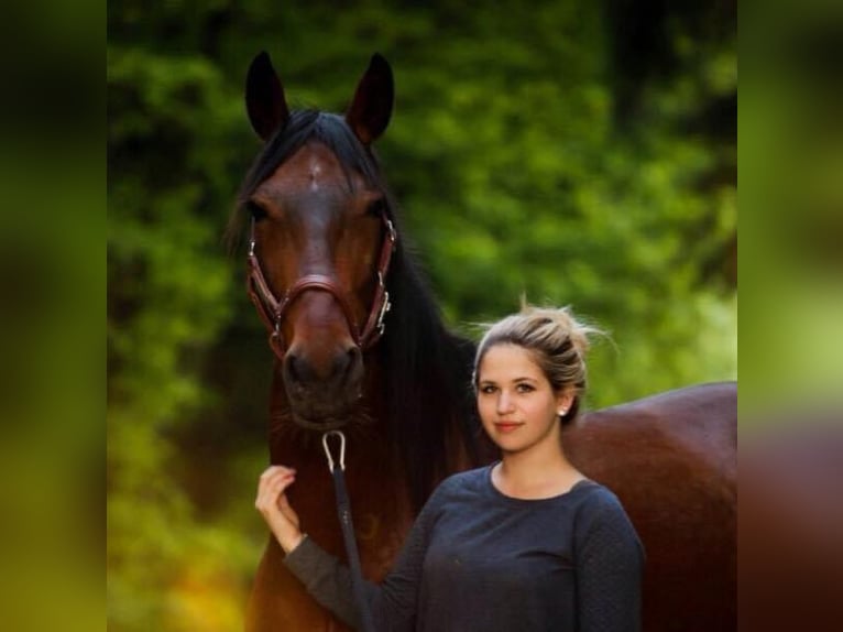 Ungarisches Sportpferd Wallach 19 Jahre 163 cm Brauner in Emmingen-Liptingen