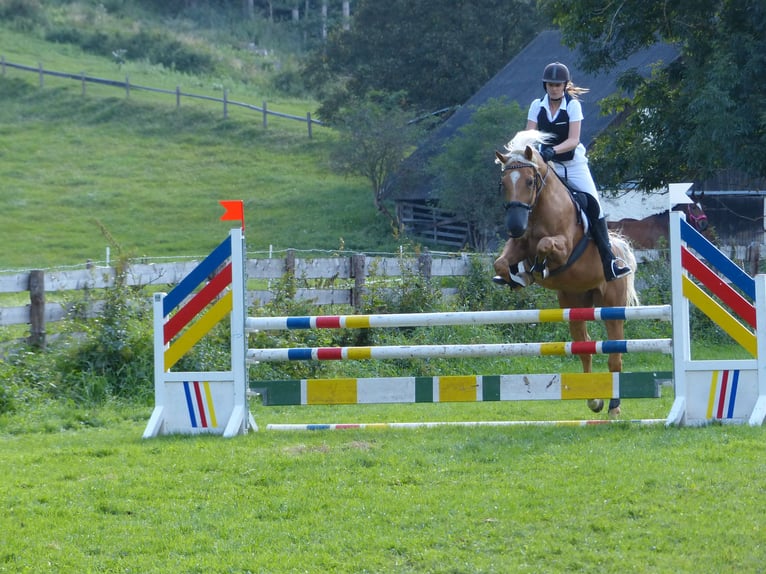 Ungarisches Sportpferd Mix Wallach 19 Jahre 168 cm Palomino in Amlach