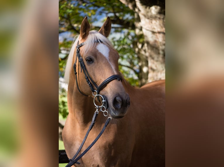 Ungarisches Sportpferd Mix Wallach 19 Jahre 168 cm Palomino in Amlach