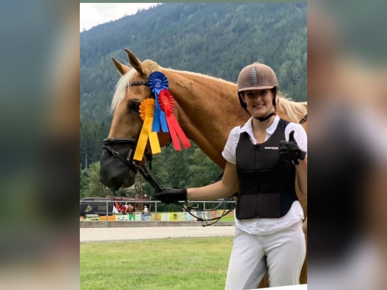 Ungarisches Sportpferd Mix Wallach 19 Jahre 168 cm Palomino in Amlach