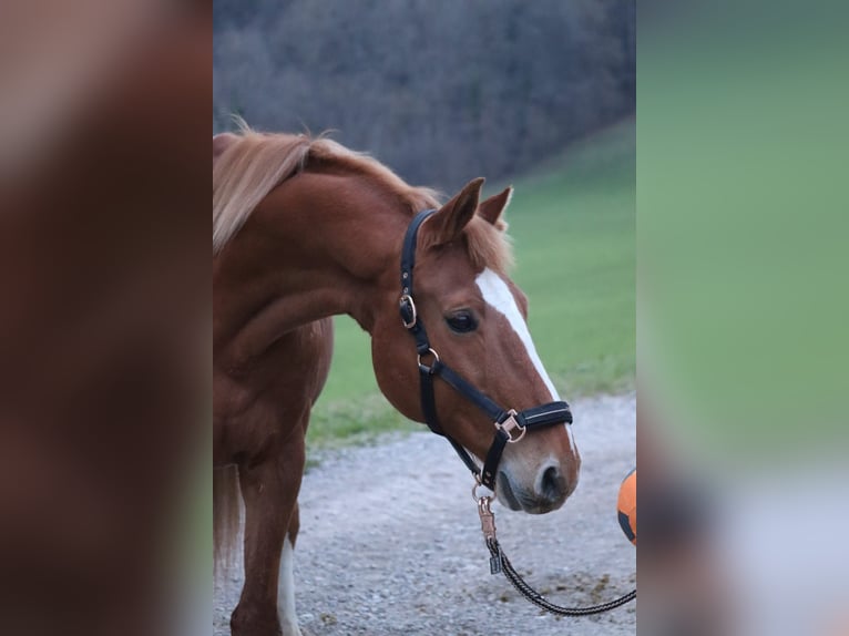 Ungarisches Sportpferd Wallach 20 Jahre 165 cm Fuchs in Hainfeld