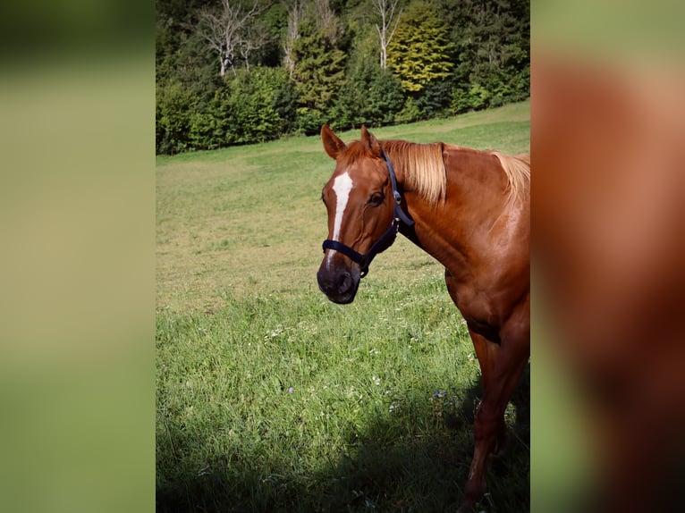 Ungarisches Sportpferd Wallach 20 Jahre 165 cm Fuchs in Hainfeld