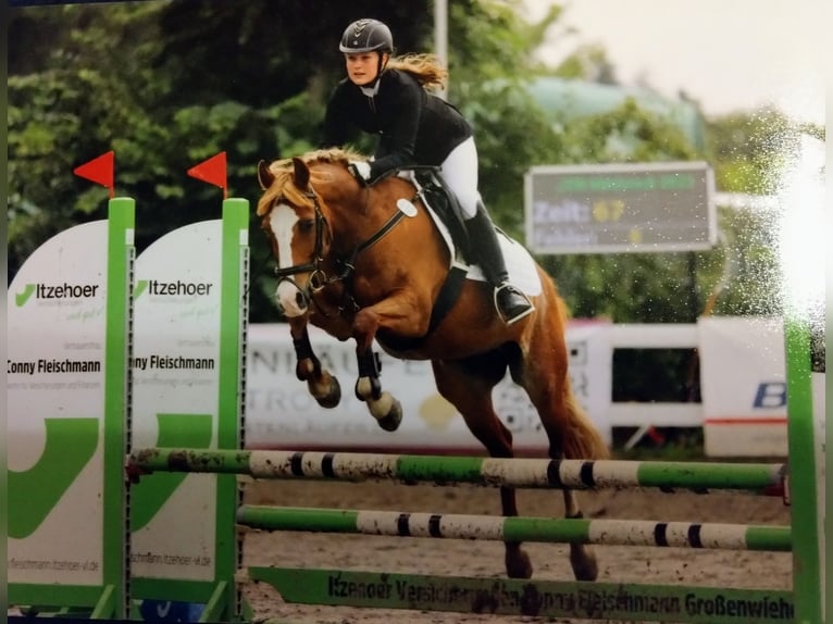 Ungarisches Sportpferd Wallach 21 Jahre 146 cm Fuchs in Husum