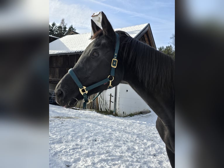 Ungarisches Sportpferd Wallach 21 Jahre 174 cm Rappe in Gnadenwald