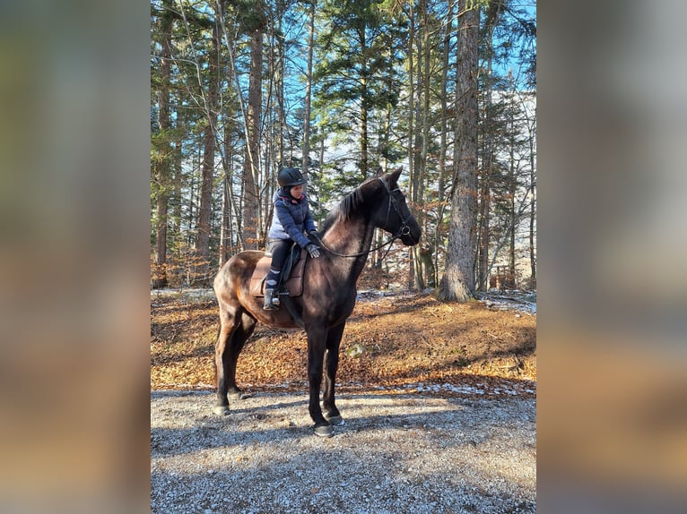 Ungarisches Sportpferd Wallach 21 Jahre 174 cm Rappe in Gnadenwald