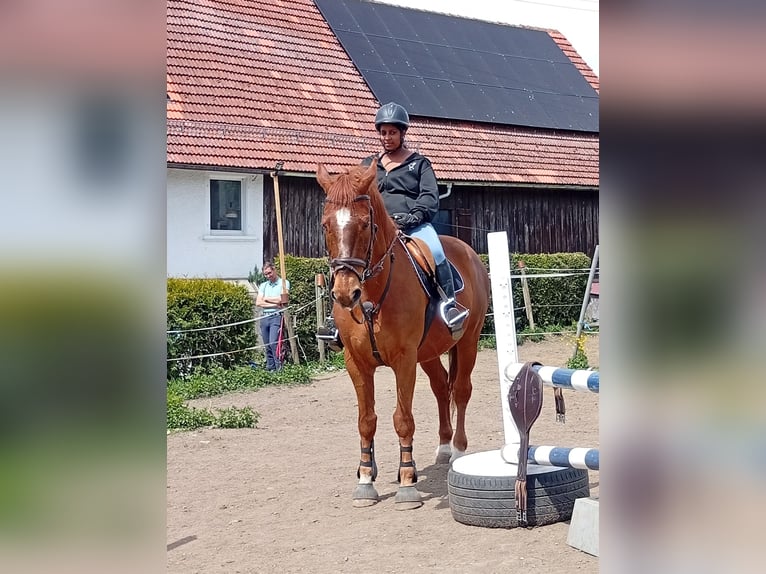 Ungarisches Sportpferd Wallach 23 Jahre 165 cm Fuchs in Bergatreute