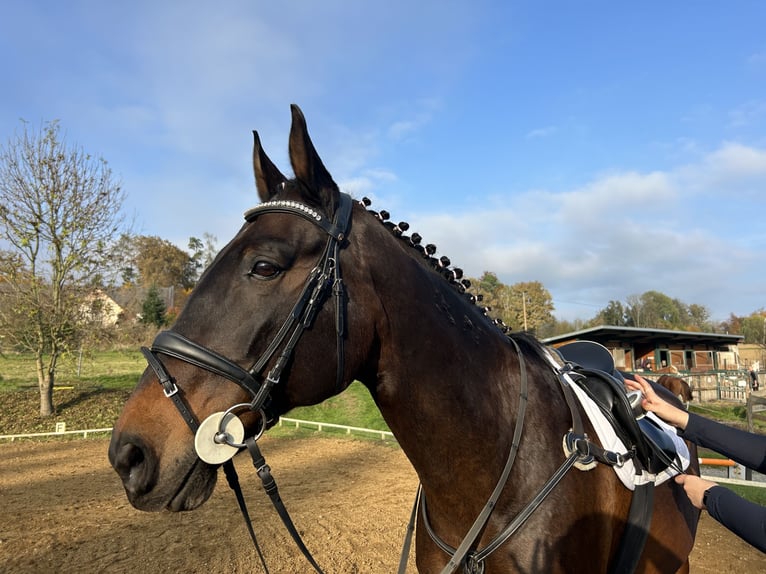 Ungarisches Sportpferd Wallach 23 Jahre 173 cm Brauner in St.Margarethen/R.