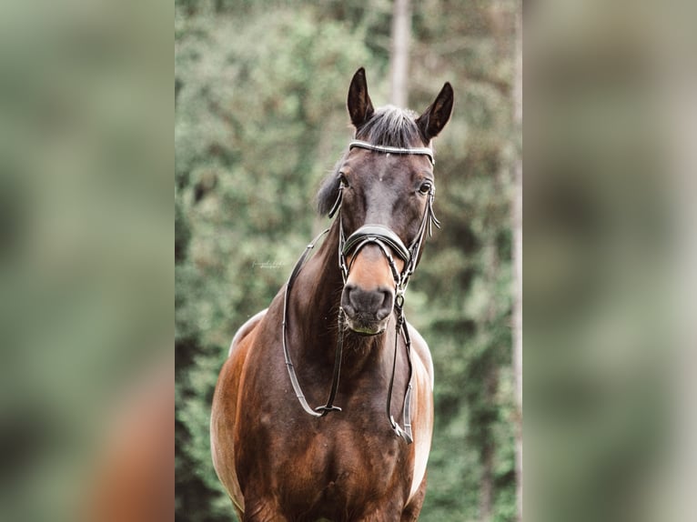 Ungarisches Sportpferd Wallach 23 Jahre 173 cm Brauner in St.Margarethen/R.