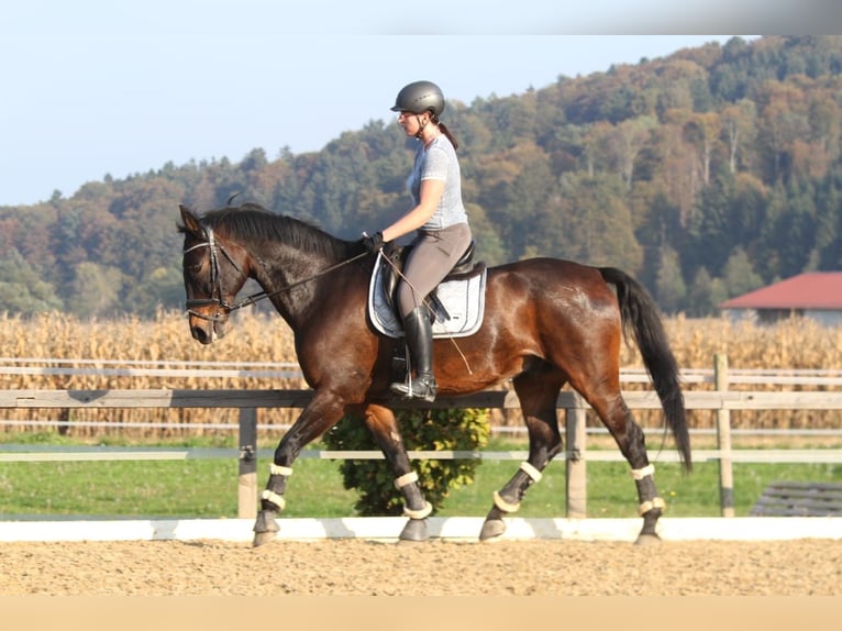 Ungarisches Sportpferd Wallach 23 Jahre 173 cm Brauner in St.Margarethen/R.