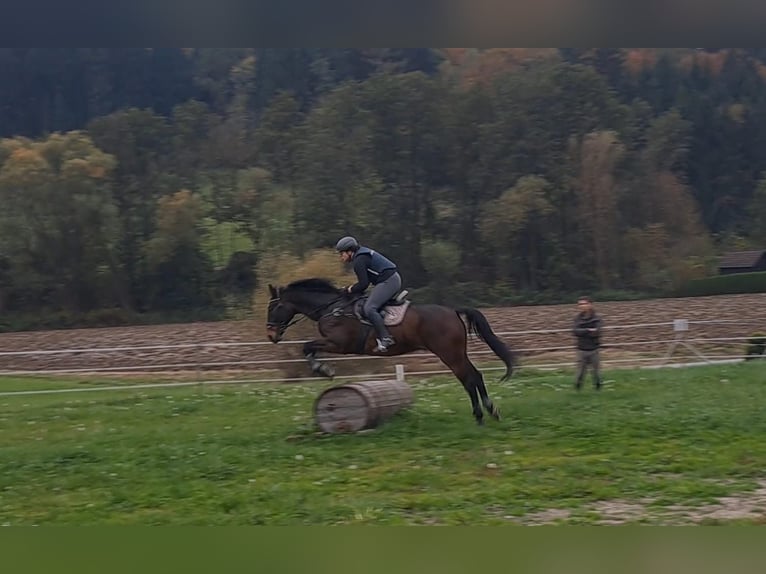 Ungarisches Sportpferd Wallach 23 Jahre 173 cm Brauner in St.Margarethen/R.