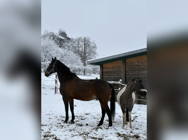 Ungarisches Sportpferd Wallach 23 Jahre 173 cm Brauner in St.Margarethen/R.