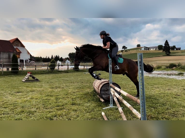 Ungarisches Sportpferd Wallach 23 Jahre 173 cm Brauner in St.Margarethen/R.