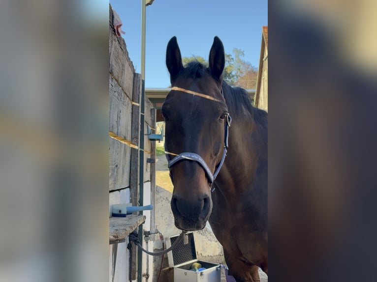 Ungarisches Sportpferd Wallach 23 Jahre 173 cm Brauner in St.Margarethen/R.