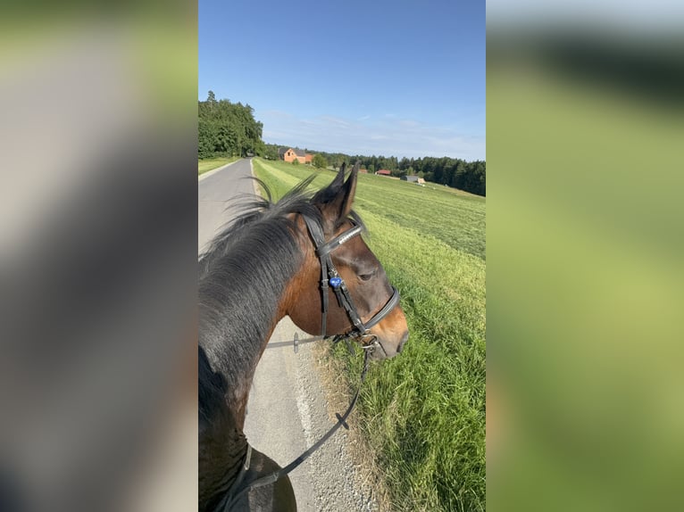 Ungarisches Sportpferd Wallach 23 Jahre 173 cm Brauner in St.Margarethen/R.