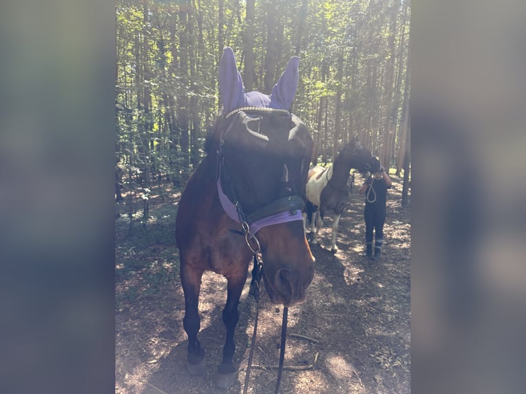 Ungarisches Sportpferd Wallach 23 Jahre 173 cm Brauner in St.Margarethen/R.