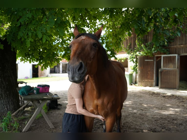 Ungarisches Sportpferd Wallach 25 Jahre 160 cm Brauner in Gnadenwald