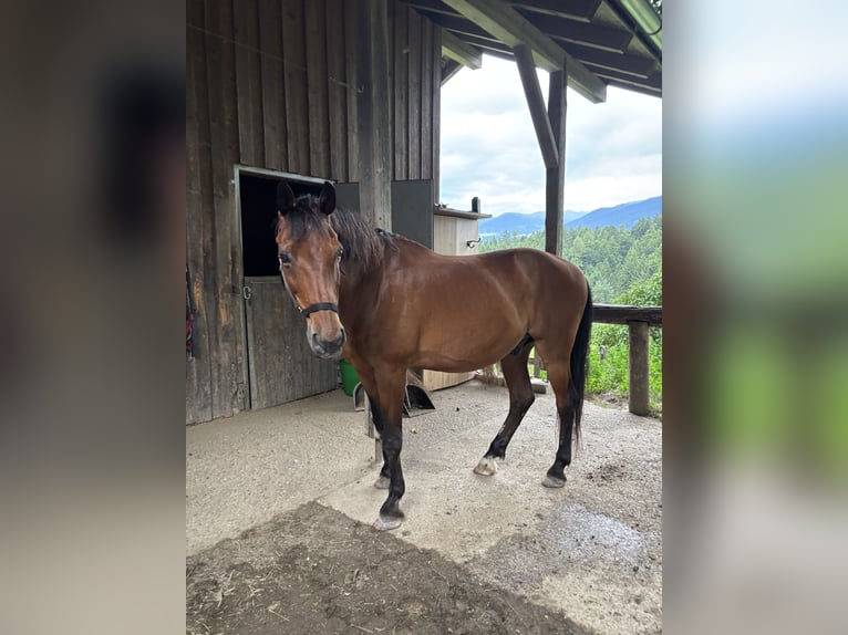 Ungarisches Sportpferd Wallach 25 Jahre Brauner in Gnadenwald