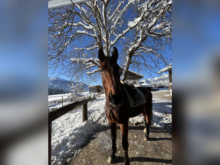 Ungarisches Sportpferd Wallach 25 Jahre Brauner in Gnadenwald