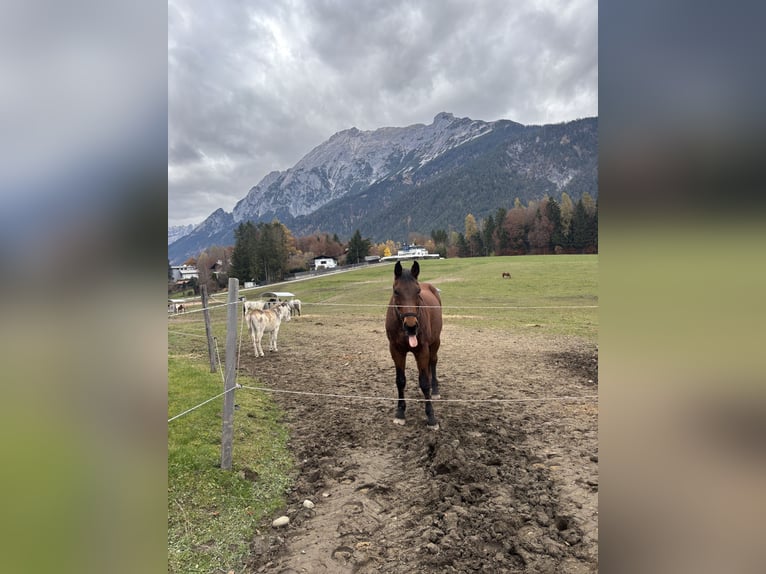Ungarisches Sportpferd Wallach 25 Jahre Brauner in Gnadenwald