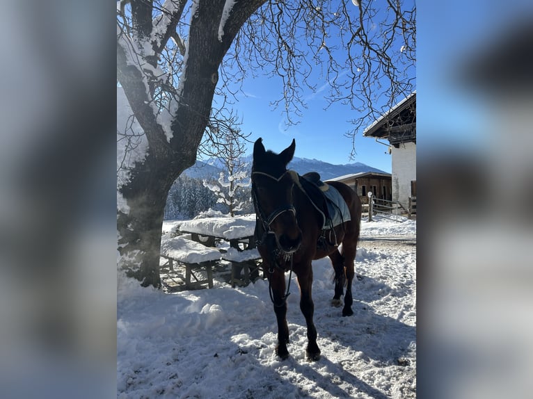 Ungarisches Sportpferd Wallach 25 Jahre Brauner in Gnadenwald