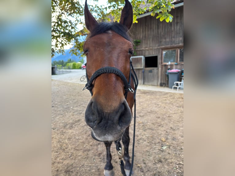 Ungarisches Sportpferd Wallach 25 Jahre Brauner in Gnadenwald