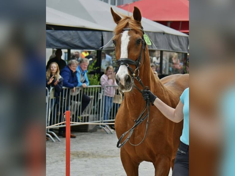 Ungarisches Sportpferd Wallach 27 Jahre 160 cm Fuchs in Pilsbach