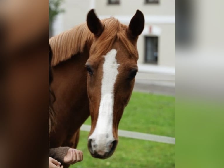 Ungarisches Sportpferd Wallach 27 Jahre 160 cm Fuchs in Pilsbach