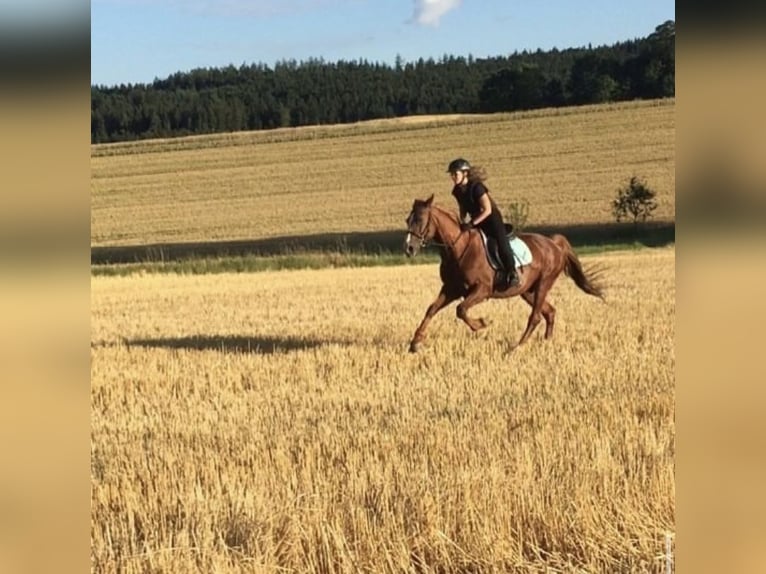 Ungarisches Sportpferd Wallach 27 Jahre 160 cm Fuchs in Pilsbach