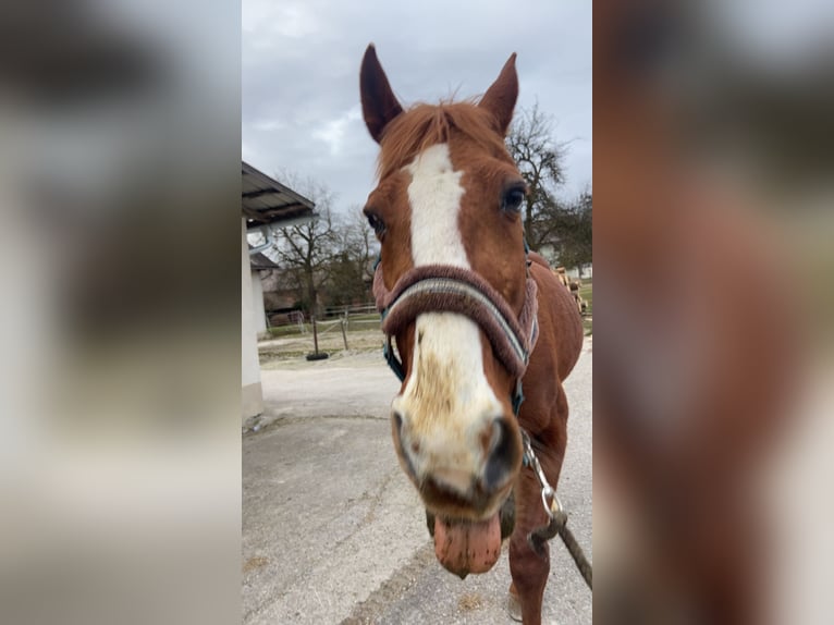 Ungarisches Sportpferd Wallach 27 Jahre 160 cm Fuchs in Pilsbach