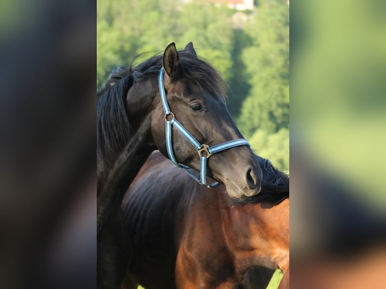 Ungarisches Sportpferd Mix Wallach 2 Jahre 160 cm Rappe in Drosendorf