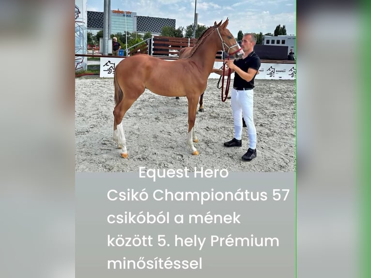 Ungarisches Sportpferd Wallach 2 Jahre 165 cm Rotfuchs in Domaszék Equest Sport Lovarda