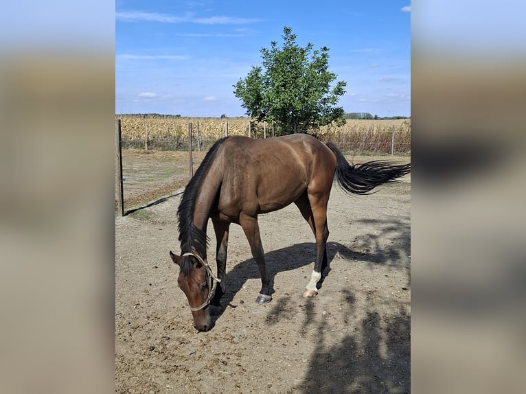 Ungarisches Sportpferd Wallach 2 Jahre 168 cm Rotbrauner in Győr