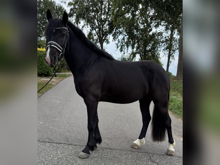 Ungarisches Sportpferd Wallach 3 Jahre 143 cm Rappe in Zwartewaal