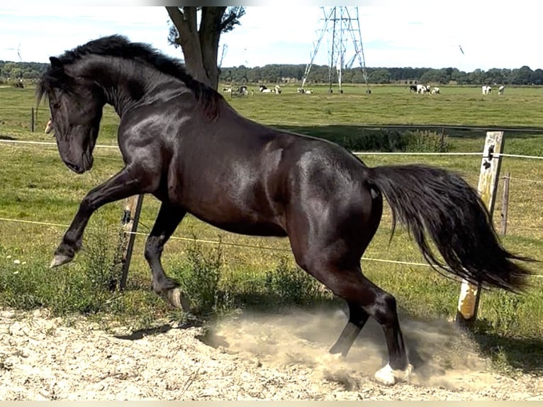 Ungarisches Sportpferd Wallach 3 Jahre 143 cm Rappe in Zwartewaal