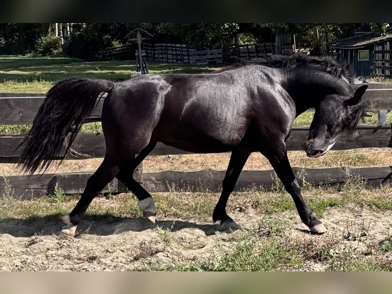 Ungarisches Sportpferd Wallach 3 Jahre 143 cm Rappe in Zwartewaal