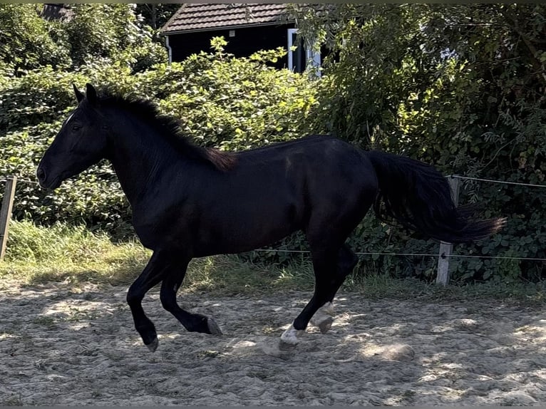 Ungarisches Sportpferd Wallach 3 Jahre 143 cm Rappe in Zwartewaal