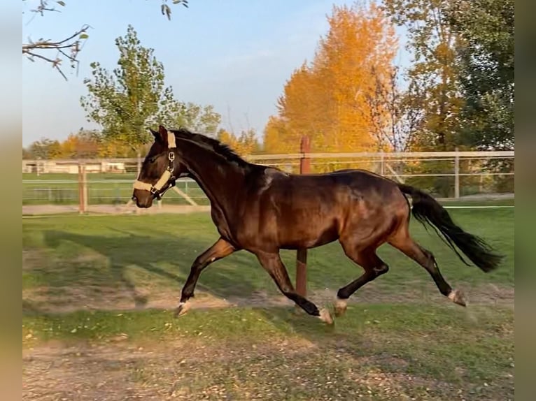 Ungarisches Sportpferd Wallach 3 Jahre 160 cm Rotbrauner in Tass