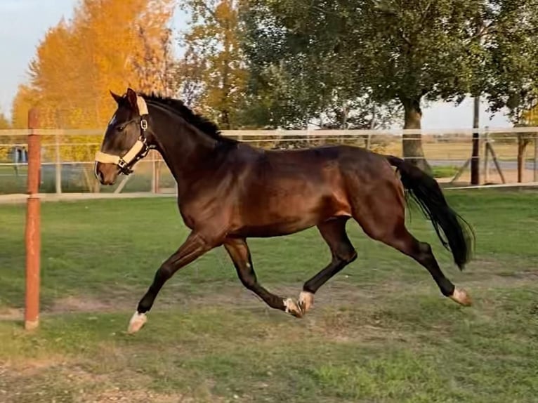 Ungarisches Sportpferd Wallach 3 Jahre 160 cm Rotbrauner in Tass