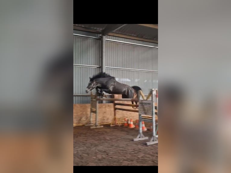 Ungarisches Sportpferd Wallach 3 Jahre 161 cm Apfelschimmel in Gradenberg